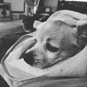 Meet your Posher, Frederick